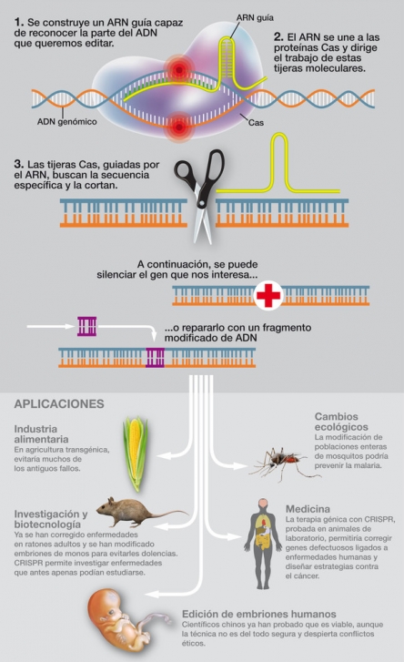 Edició genètica amb CRISPR J.A.Peñas / Agencia Sinc Interacció17